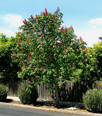 red horse chestnut in red pink blossims